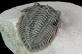 Detailed, Metacanthina Trilobite - Lghaft, Morocco #89292-4